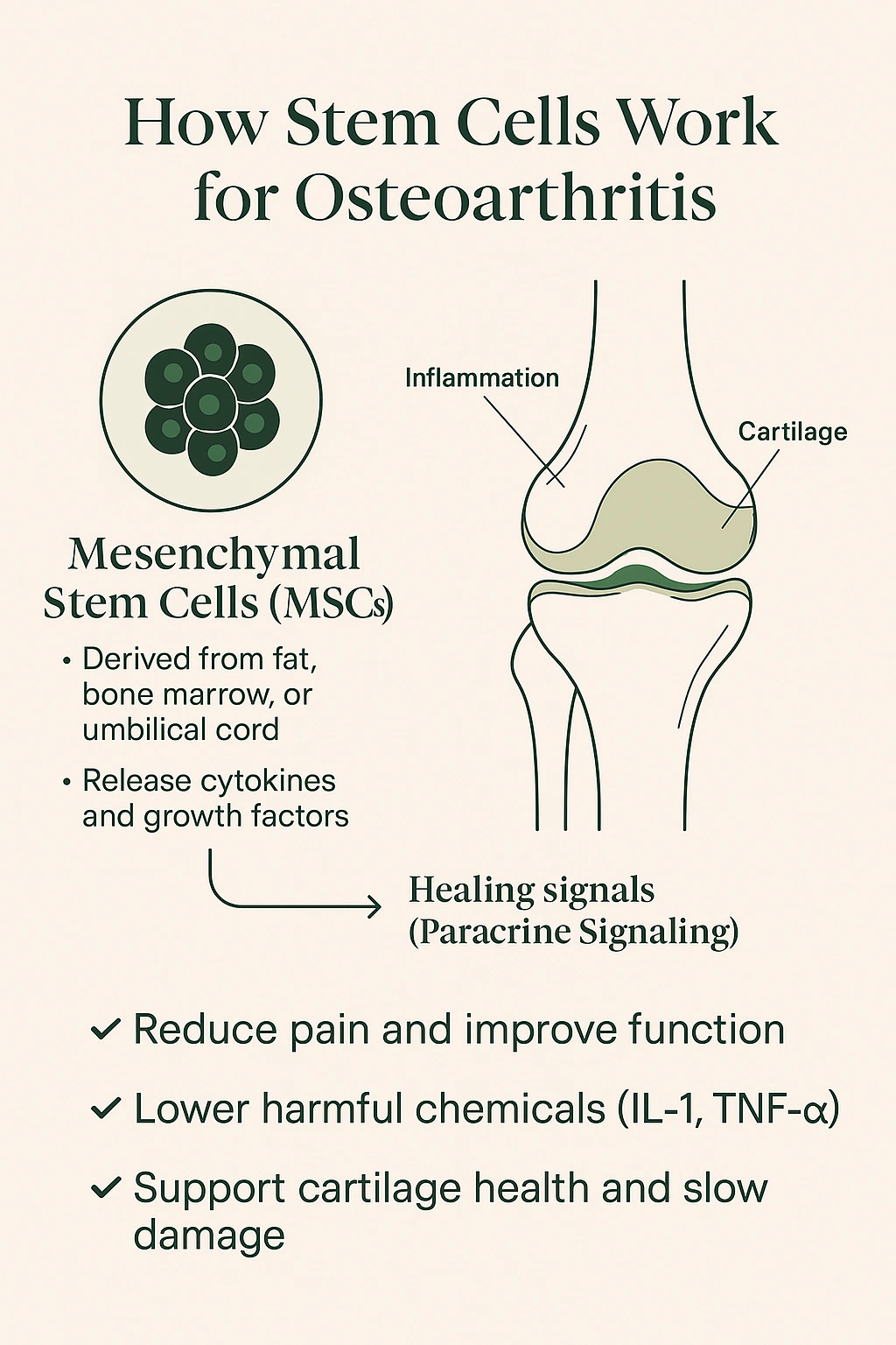 Infographic showing how mesenchymal stem cells (MSCs) reduce inflammation, release healing signals, and support cartilage repair in osteoarthritis.